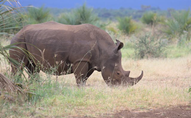 3 Day Untamed Meru National Park Safari